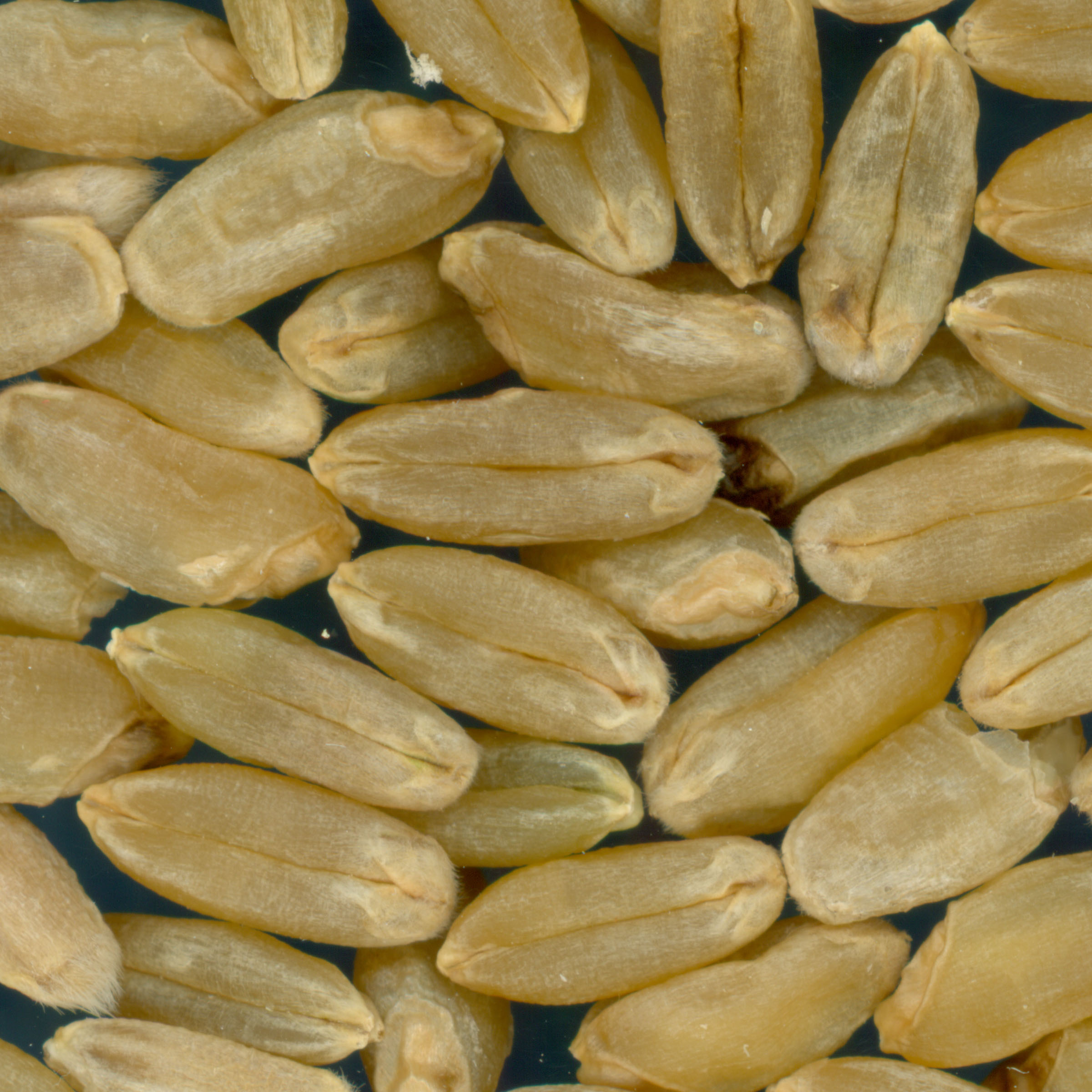 Click for 2 image(s) for this accession. KERNELS